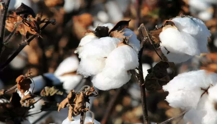cotton news
